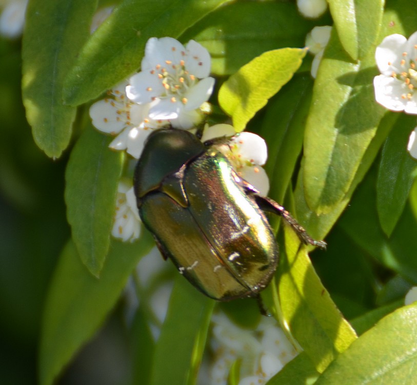 Cetonia aurata pisana